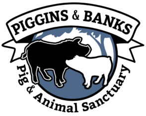 Piggins and Banks: A Nonprofit Pig Sanctuary in Virginia