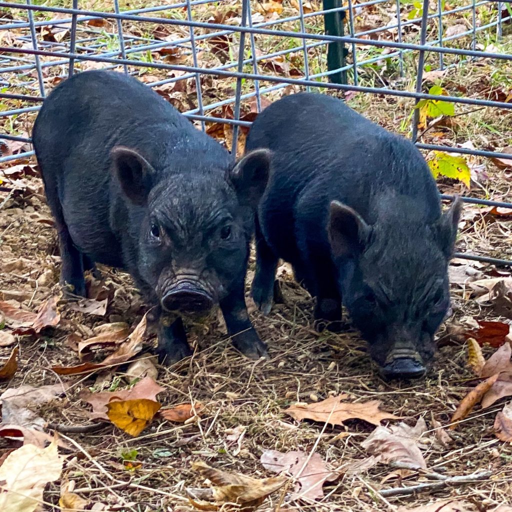 Two new piglet rescues
