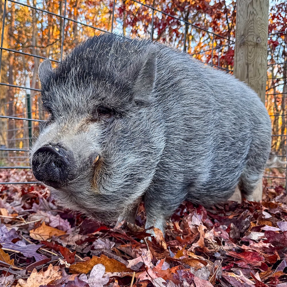A cute gray mini pig standing outside