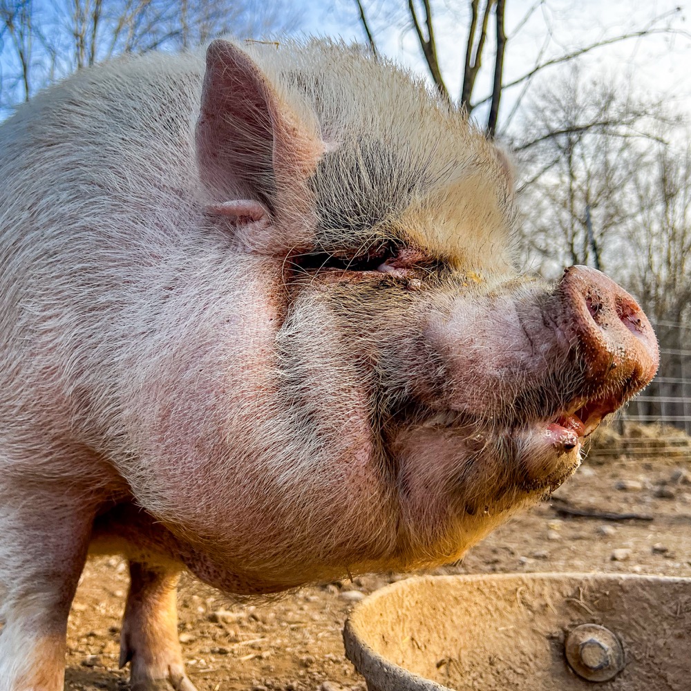 photo of Charlotte the pig