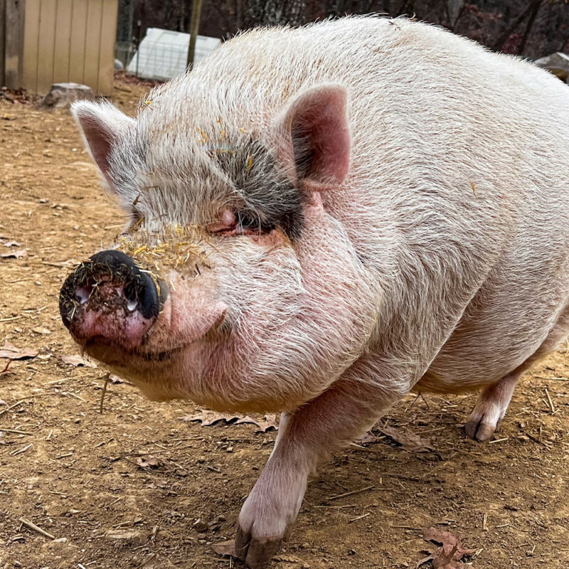 Wilbur the Pig