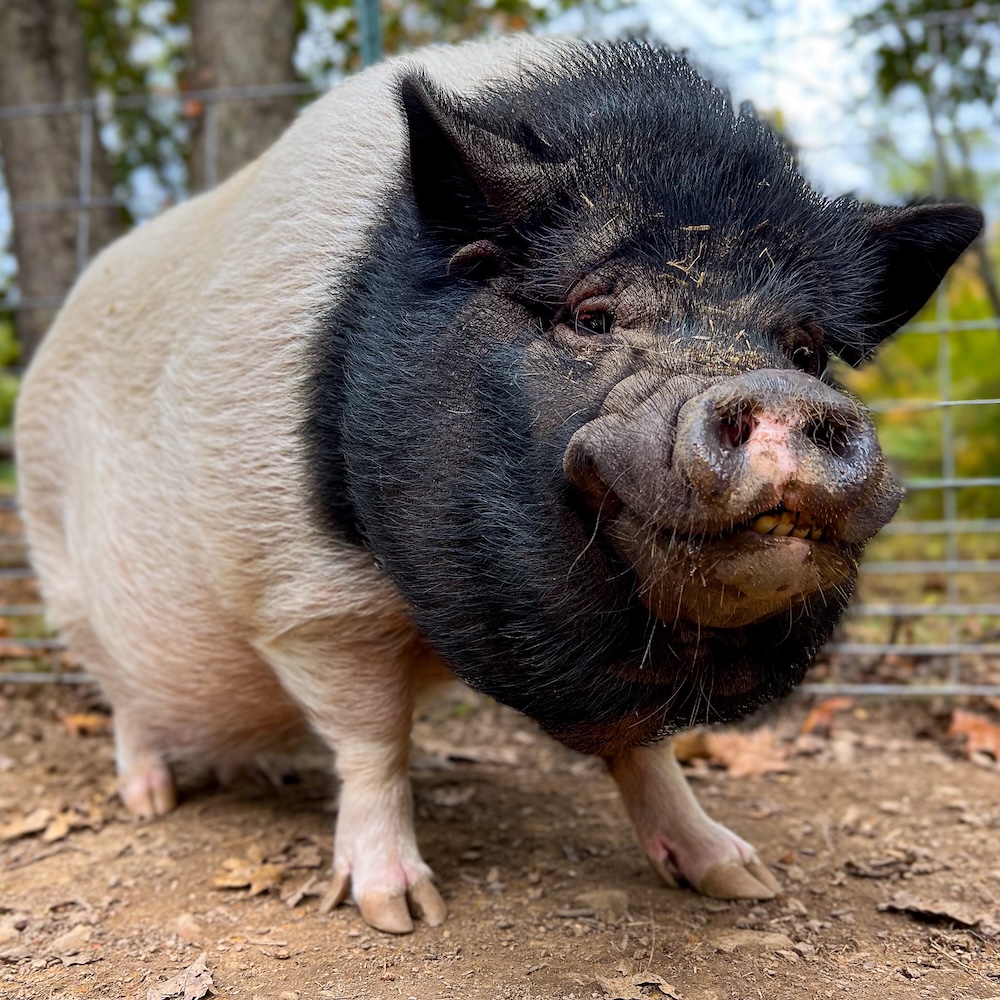 Link the Pig