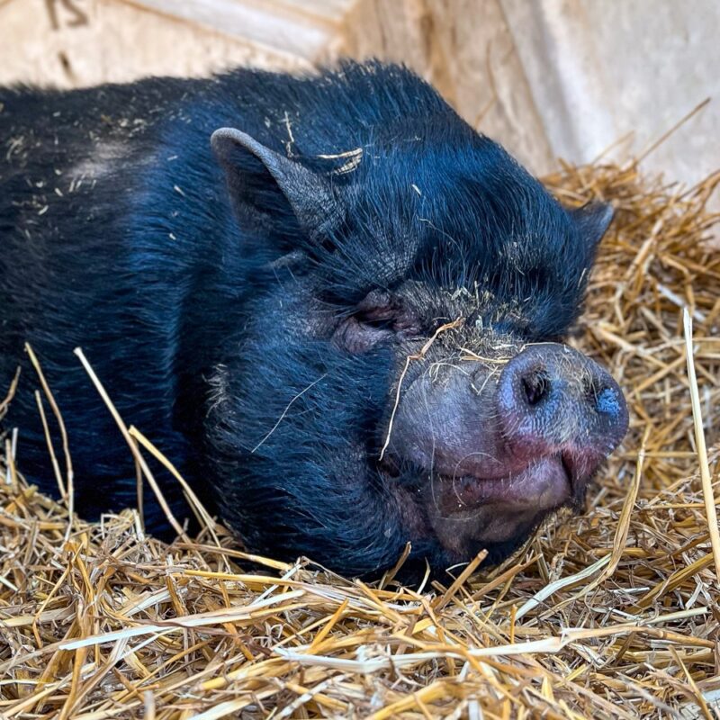 Photo of Lily the pig