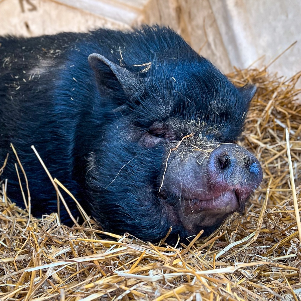 Photo of Lily the pig