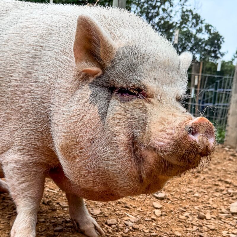 Photo of Madison the pig