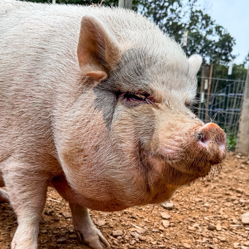 Photo of Madison the pig