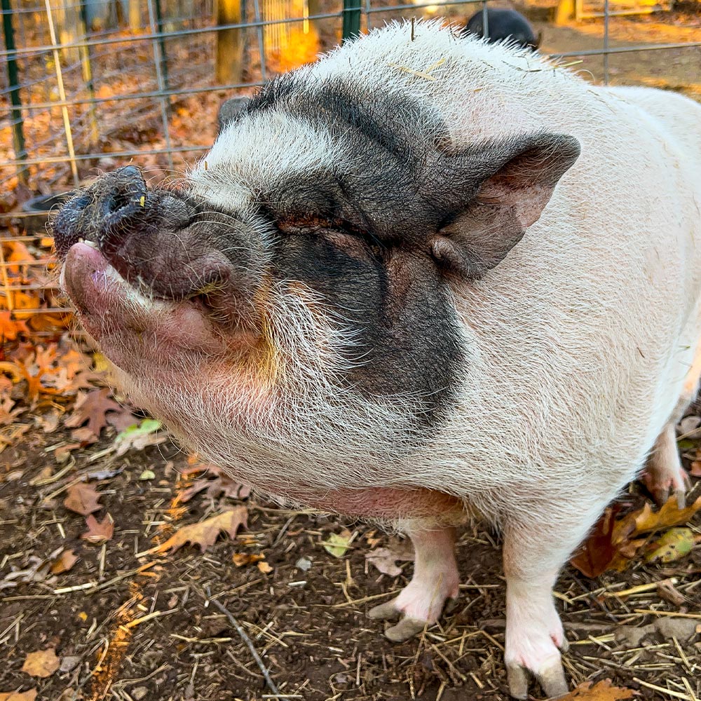 Mr P the Pig