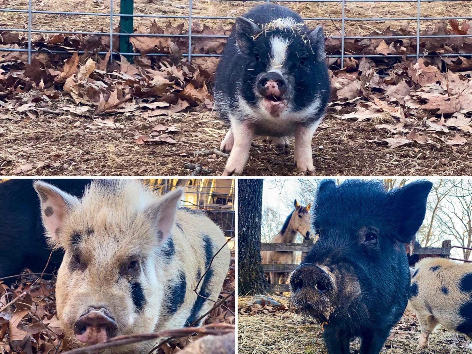 Sussex County Animal Services Brings Three Pigs to Piggins and Banks