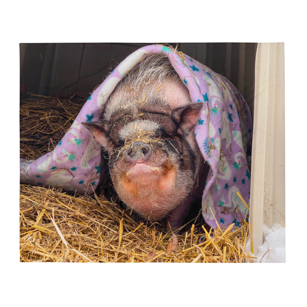 Cute Pig Pig Throw Blanket Pigs On A Blanket Fun With Math And