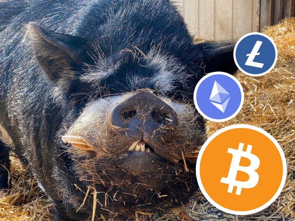 pig sanctuary donate bitcoin crypto