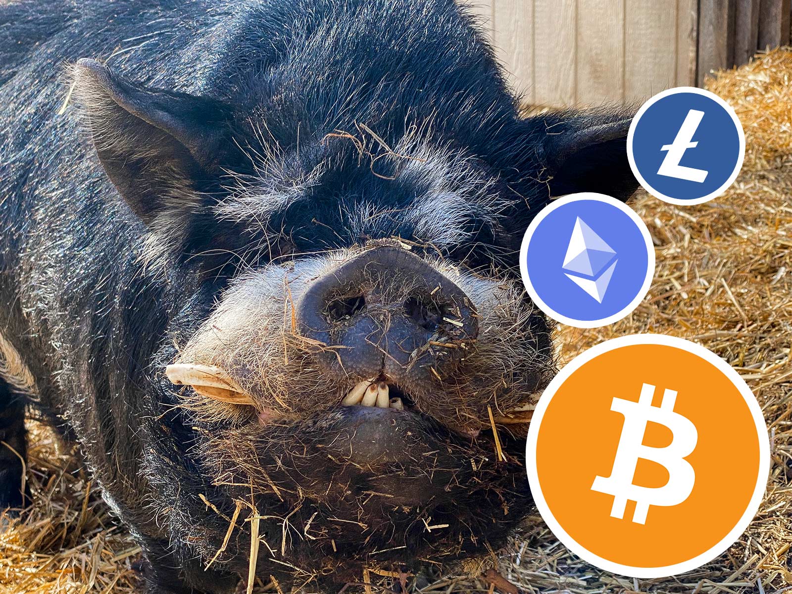 pig benis mining bitcoins