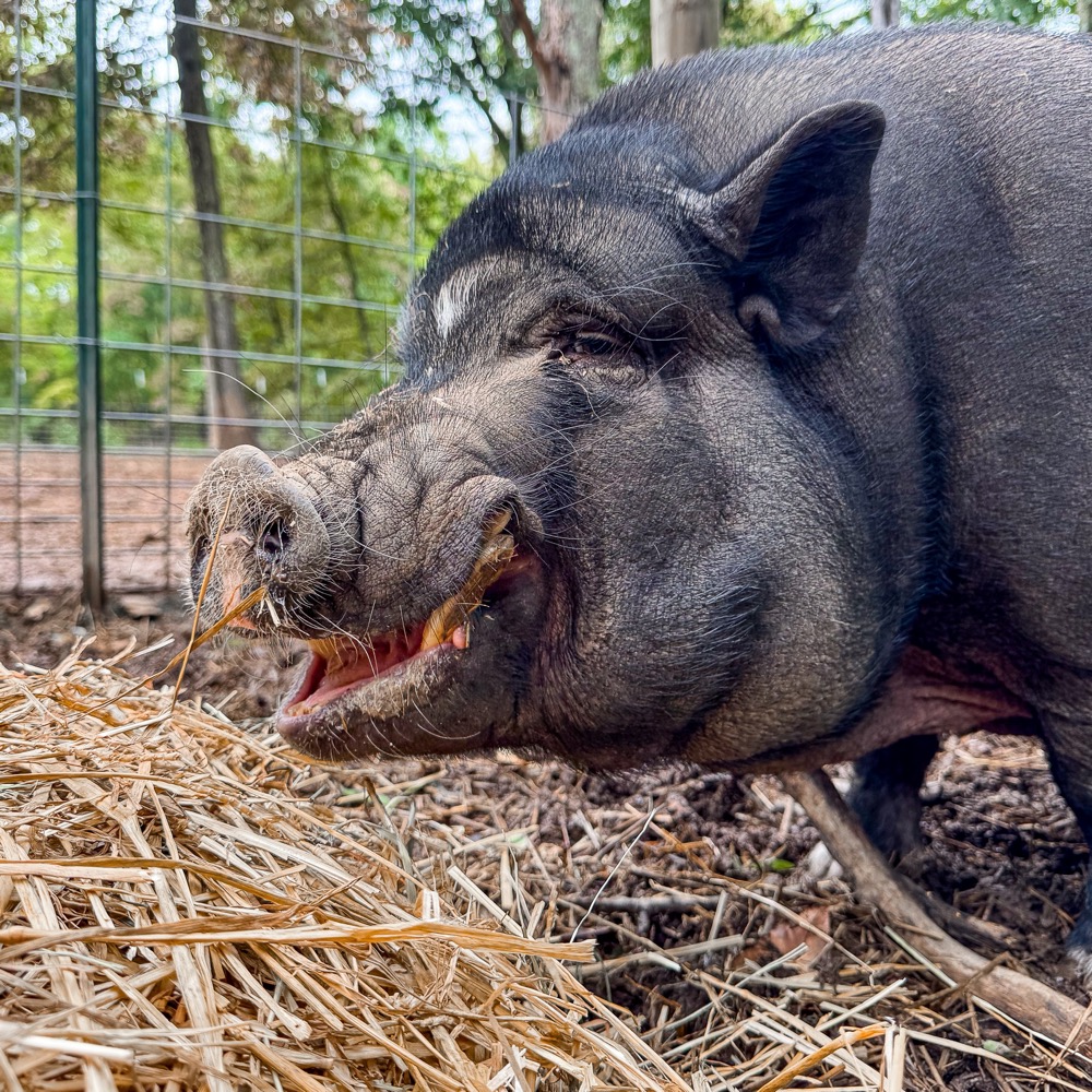photo of bailey the pig