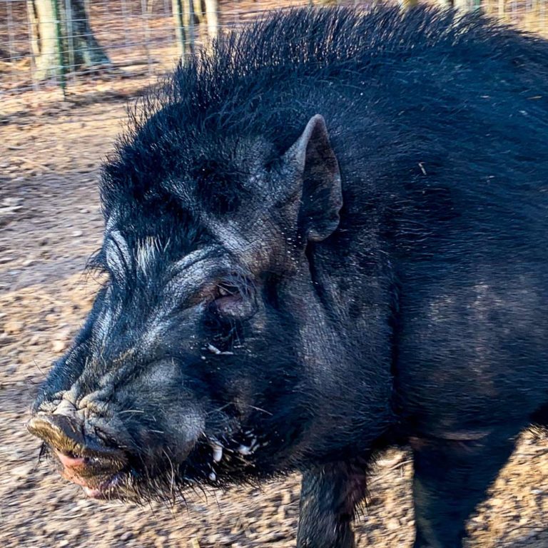 Pigs Piggins And Banks Nonprofit Pig Sanctuary In Virginia