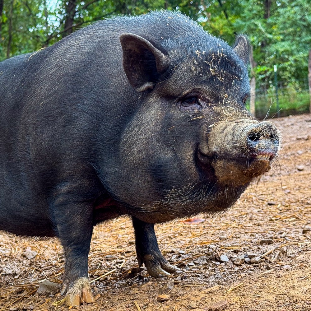 photo of Kasey the pig
