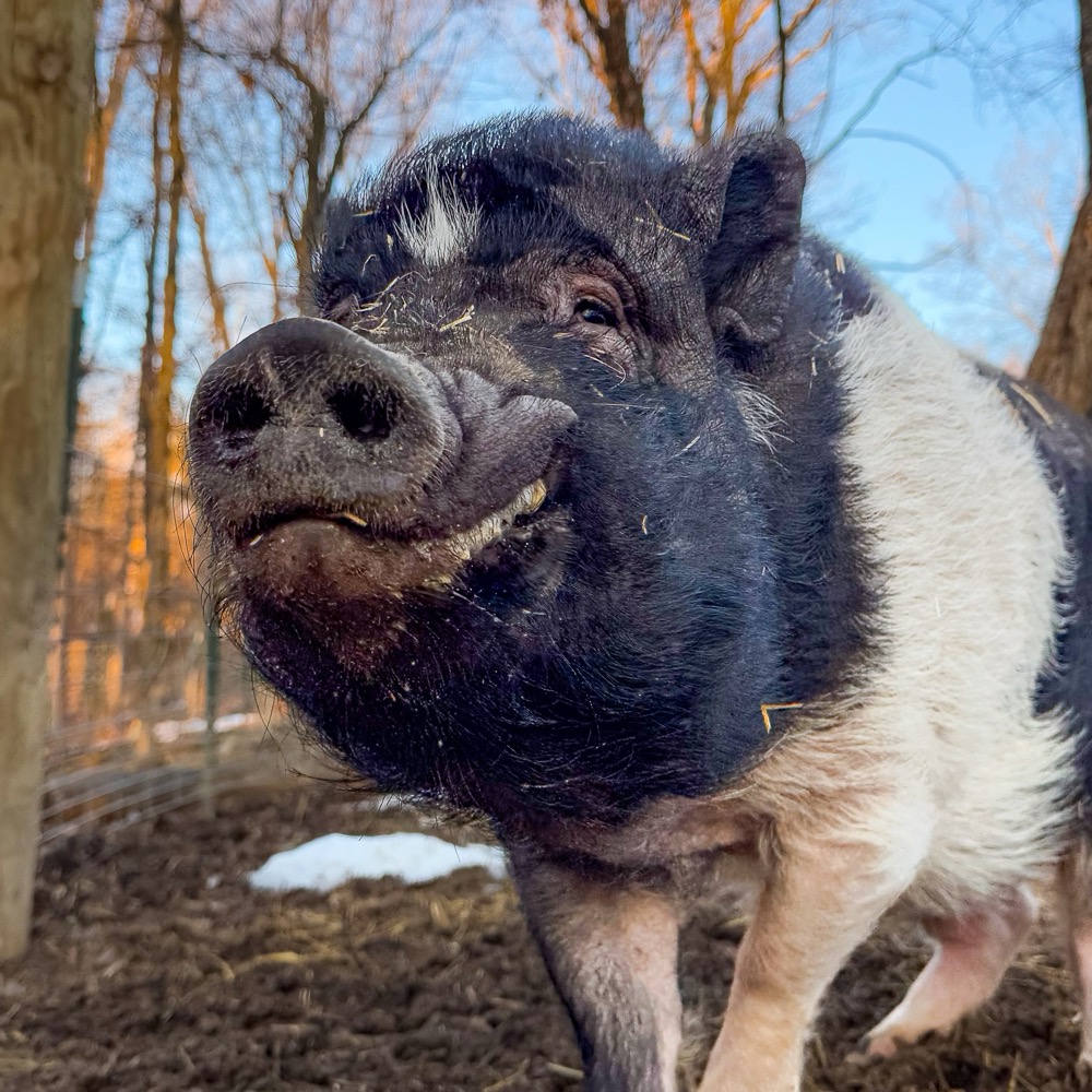 photo of reggie the pig