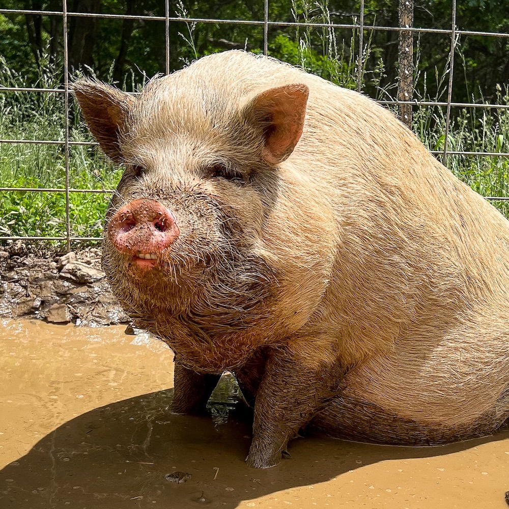 Tiny the pig sitting in a mud pit