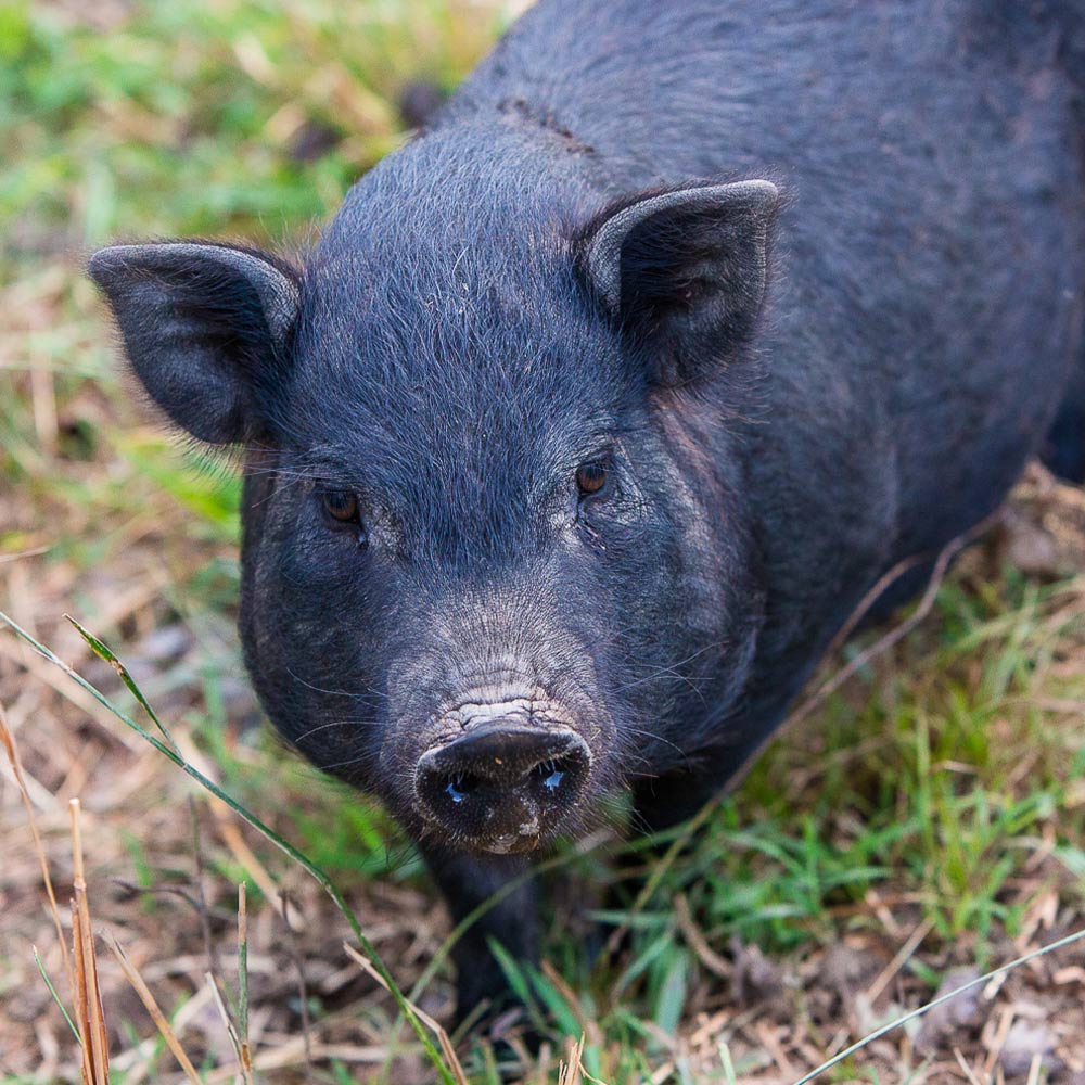 Pigs | Piggins and Banks - Nonprofit Pig Sanctuary in Virginia