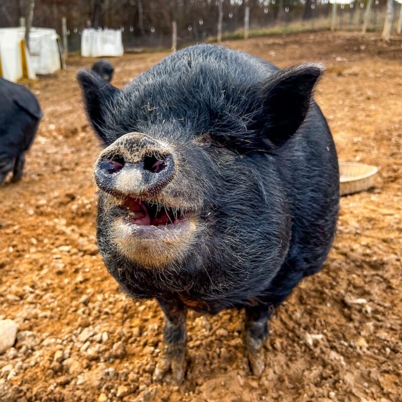 Pixie the pig photo