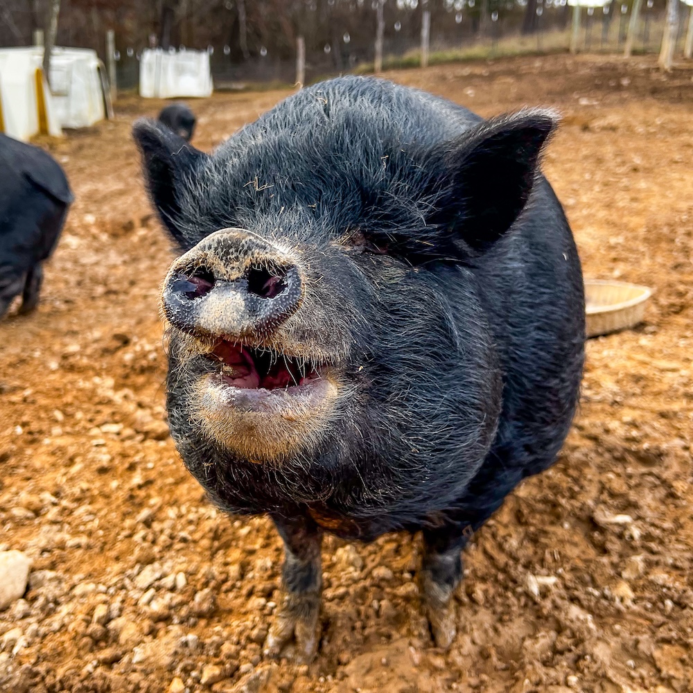 Pixie the pig photo