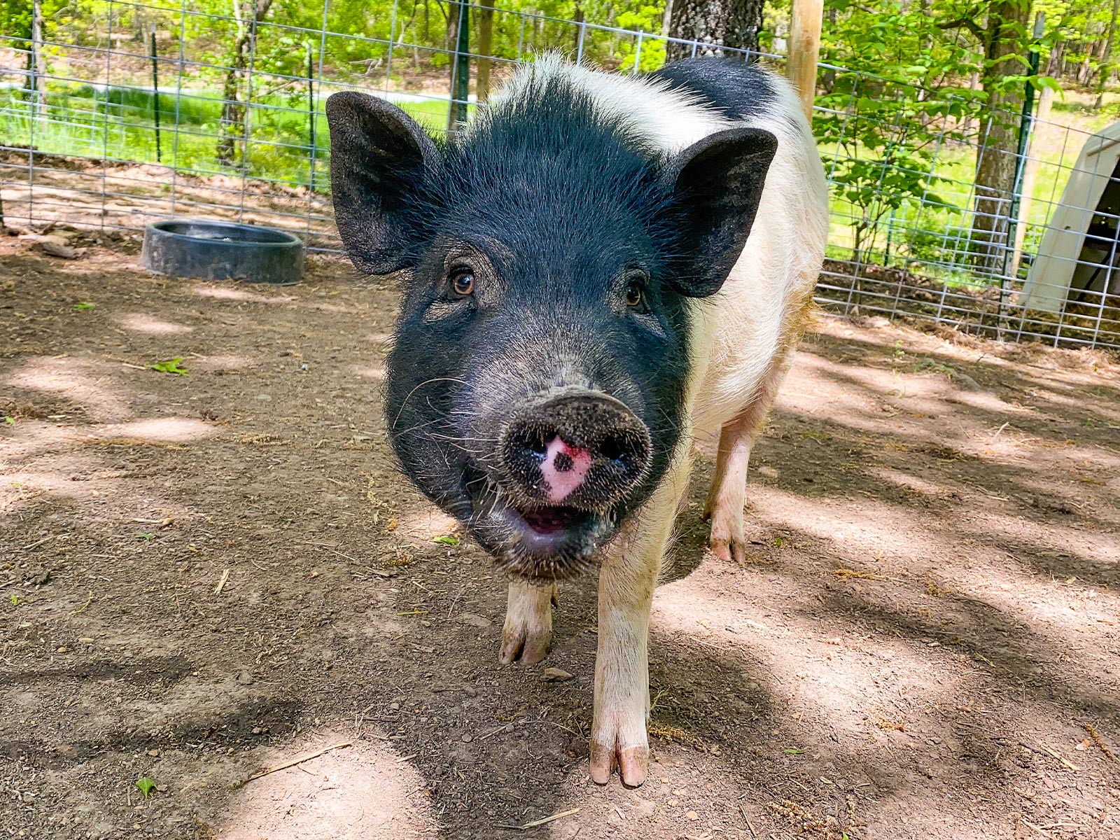 Pigs as Pets: The Good, The Bad, and The Piggy