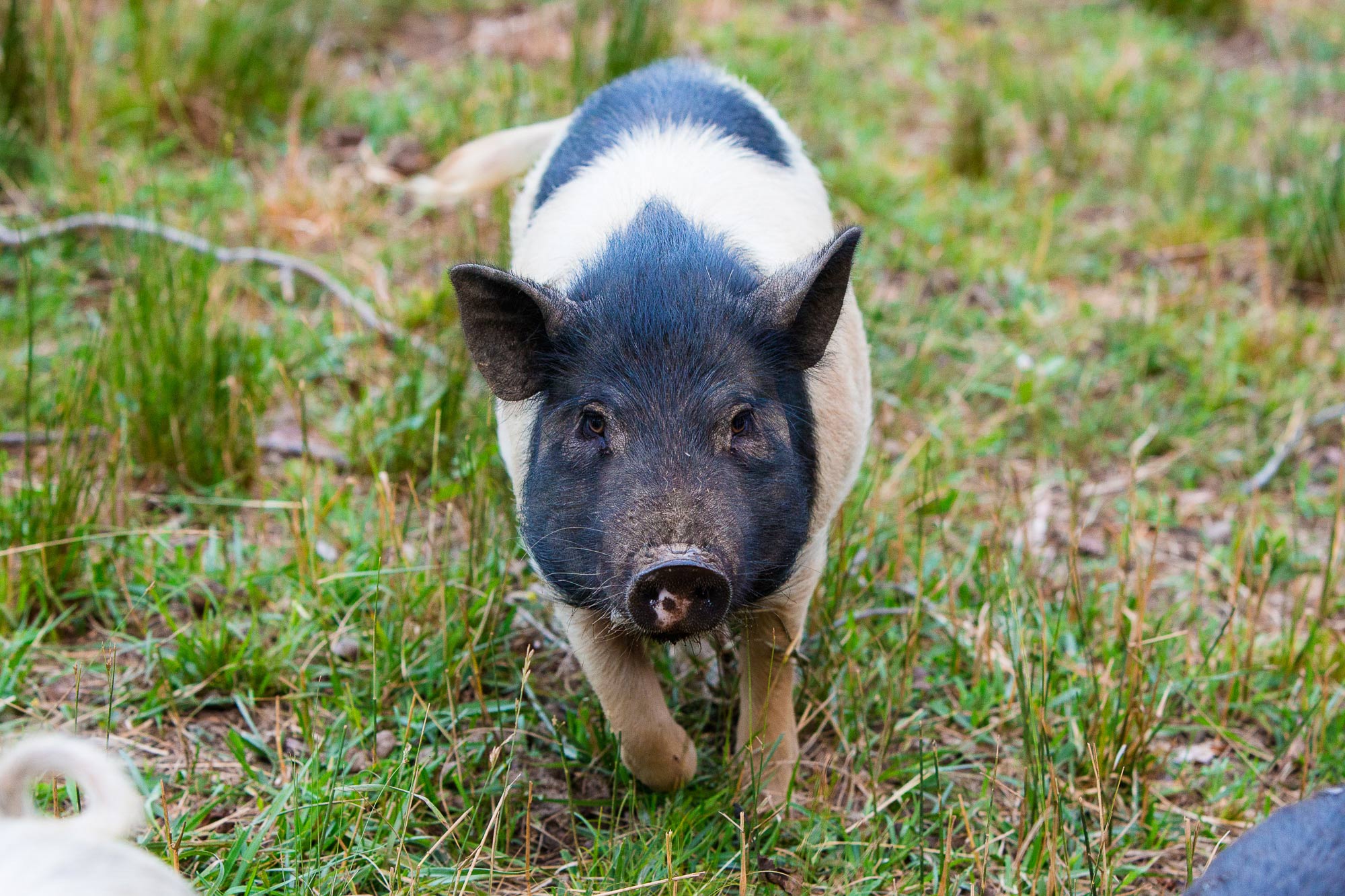 Culpeper, VA Pig Finds His Forever Home at Piggins and Banks