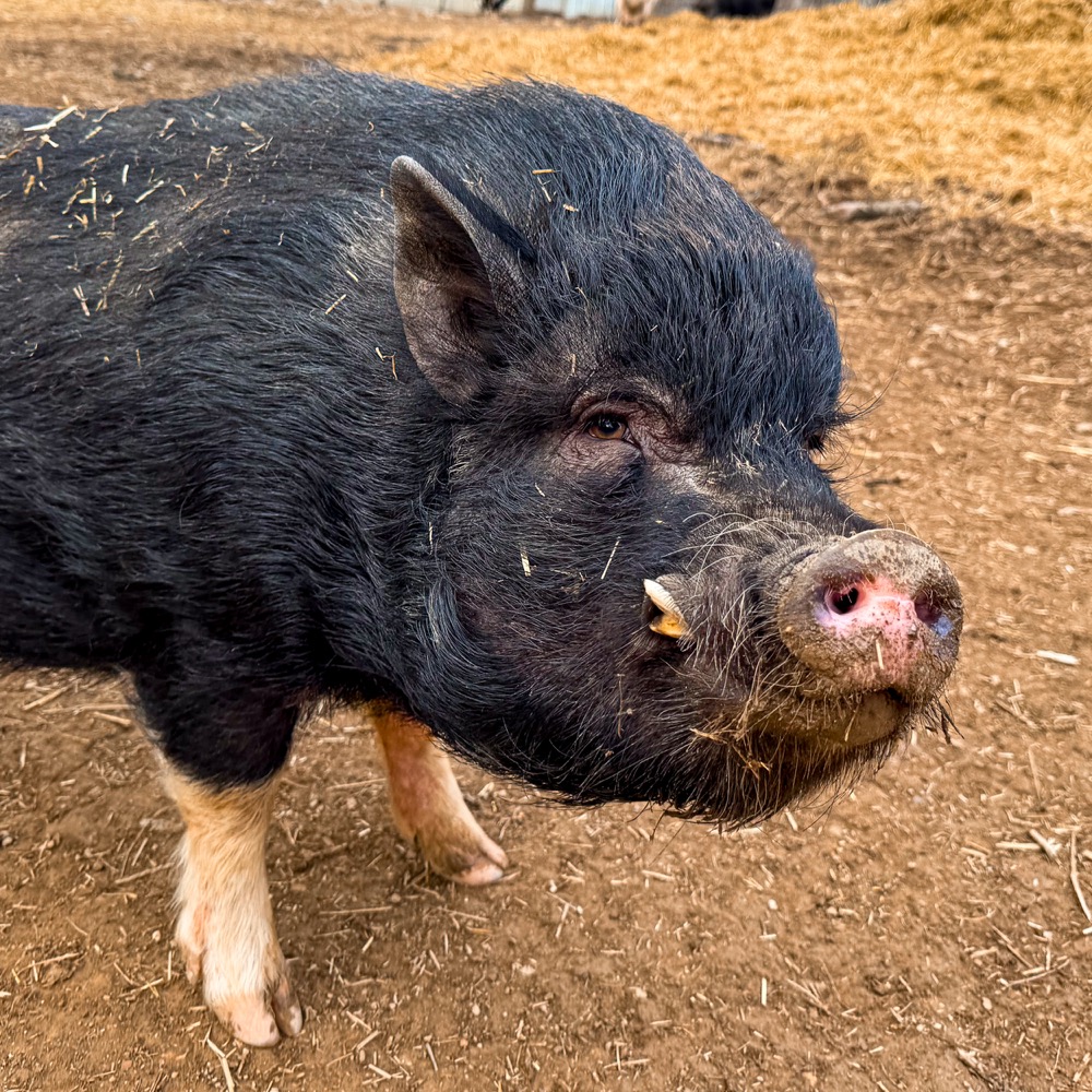 fats the pig photo