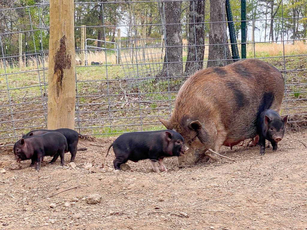 Virginia Pig Sanctuary Welcomes Sunday the Pig and Her Piglets