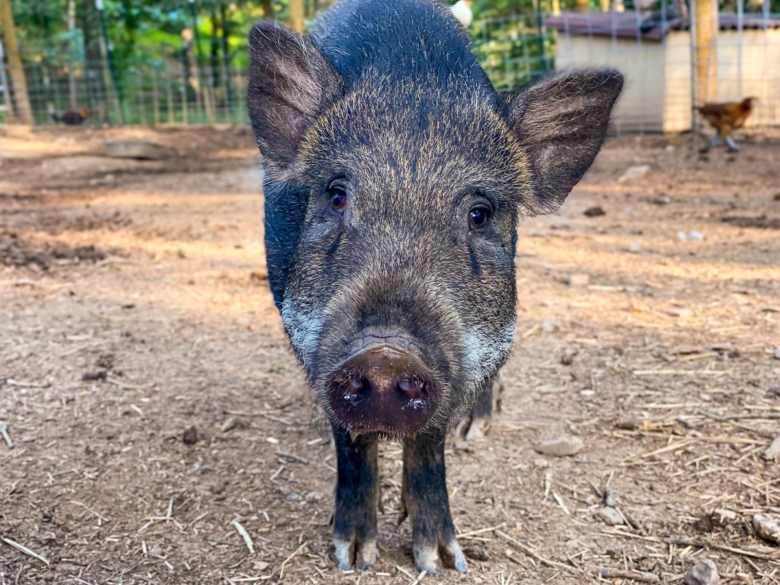 Pigs as Pets: The Good, The Bad, and The Piggy