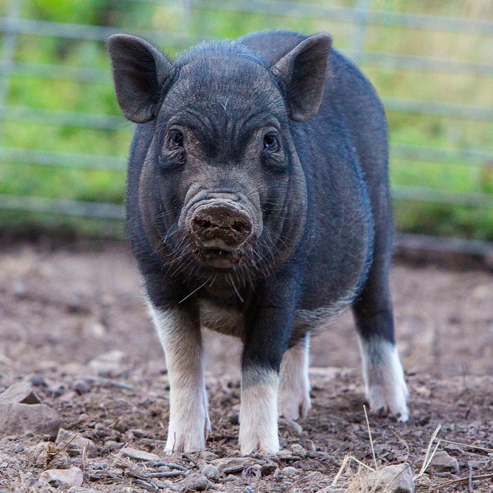 Pigs | Piggins and Banks - Nonprofit Pig Sanctuary in Virginia