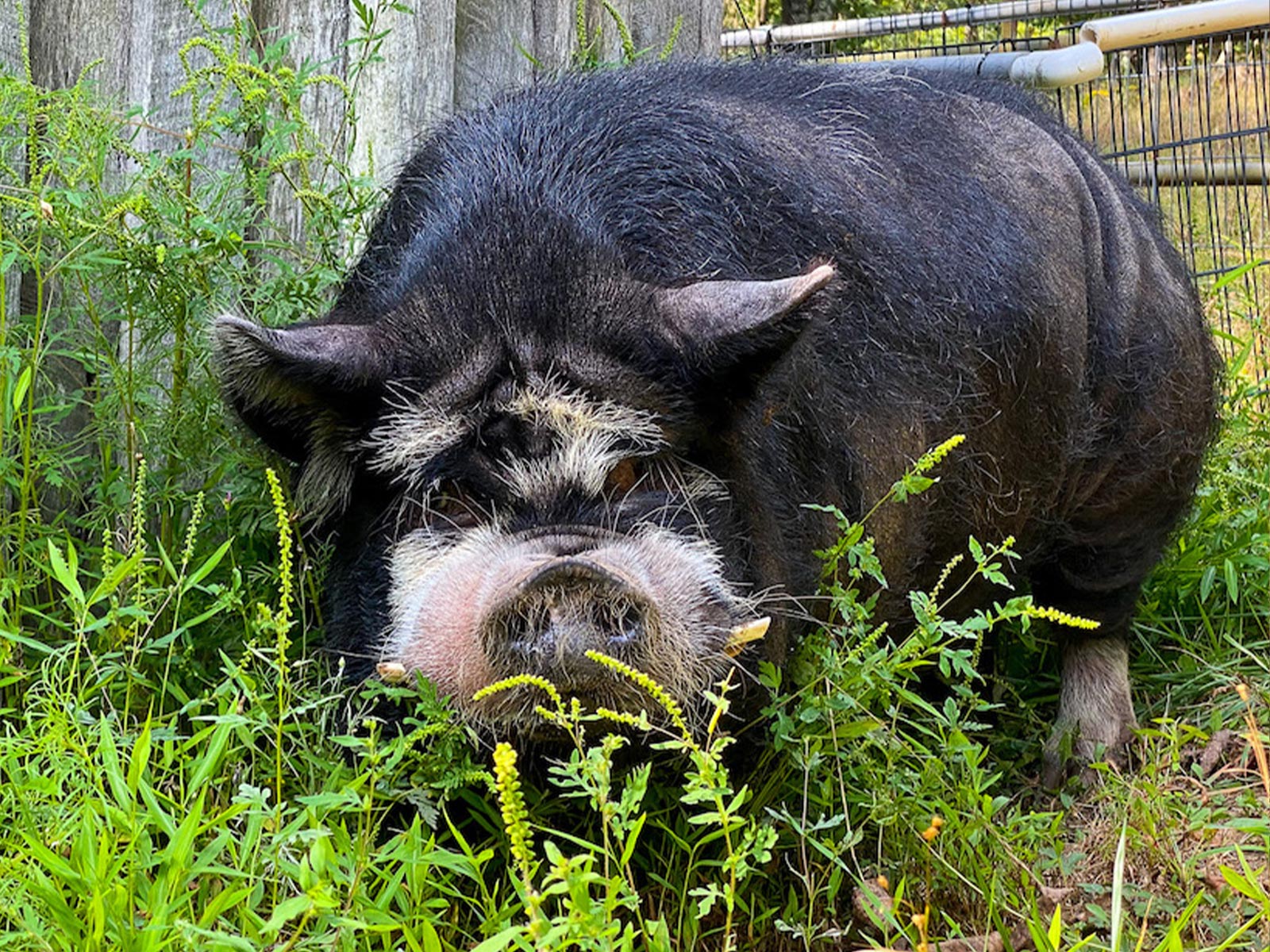 Mick the Pig Has Passed Away