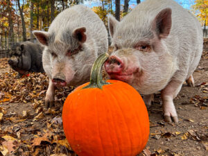 Donate pumpkins for pigs in Virginia at Piggins and Banks Pig Sanctuary