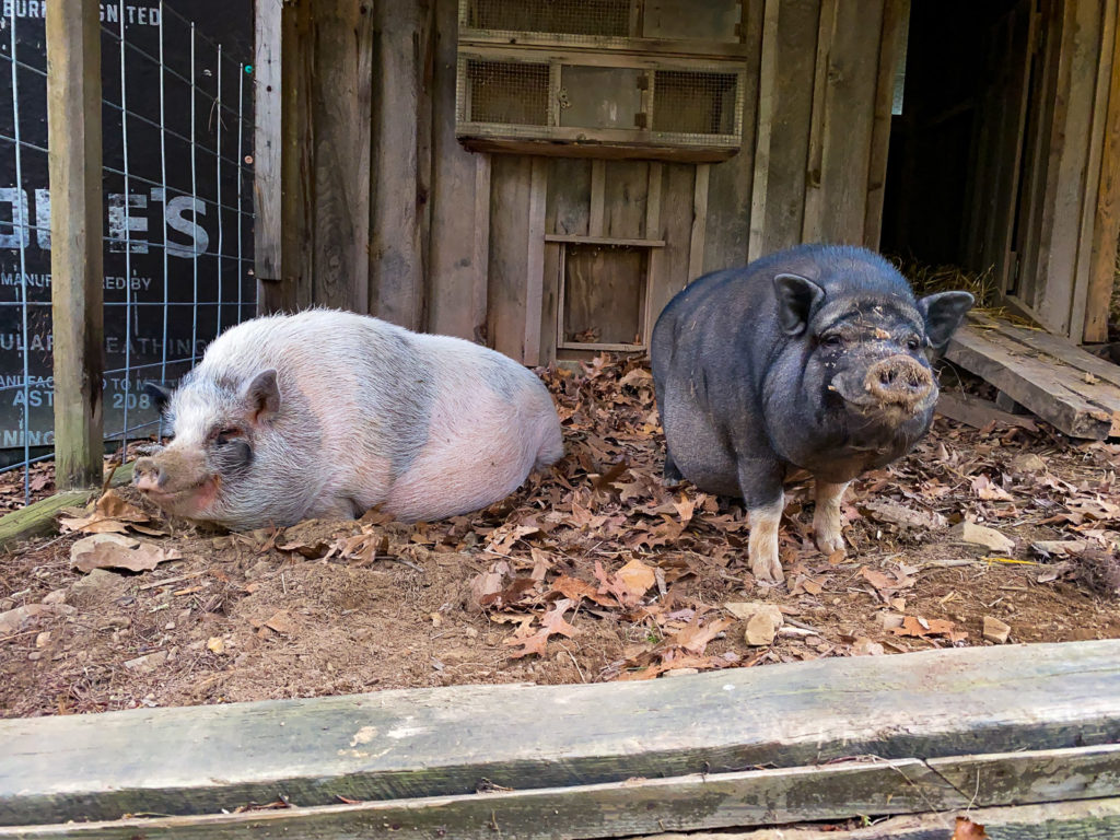 Sam and Oscar the Pigs