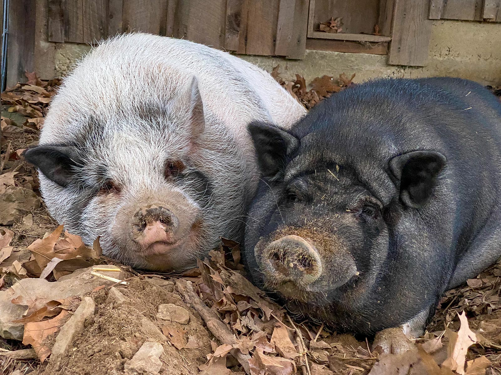 Winchester Pigs Stay in Town Find Forever Home at Piggins and Banks
