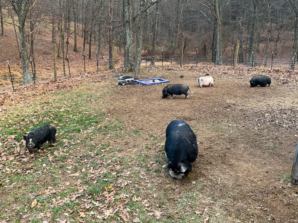 visit pigs near me