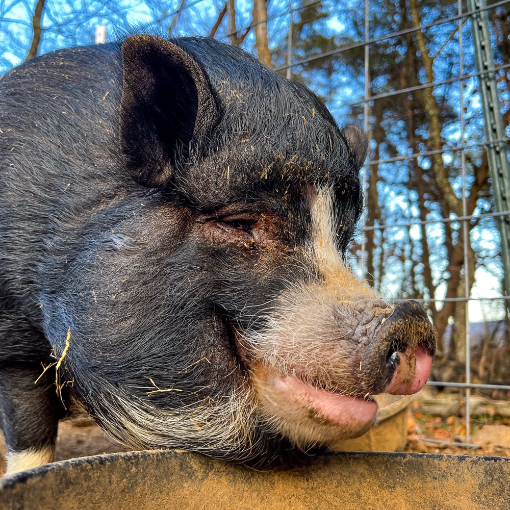 Christina the pig