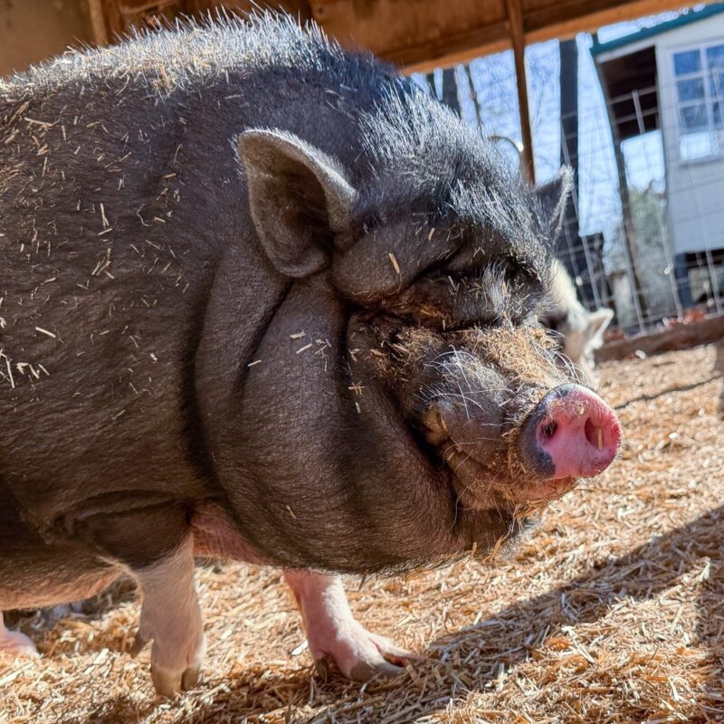 gannie the pig photo