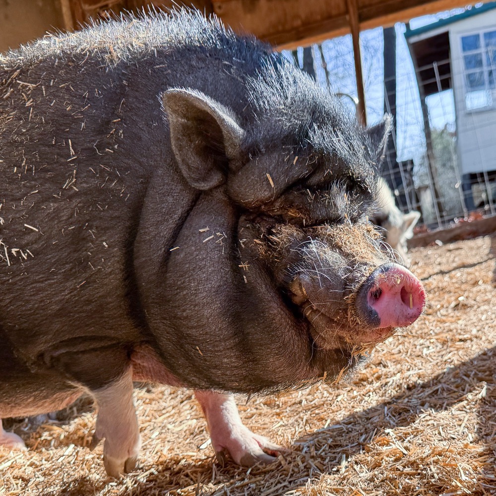 gannie the pig photo