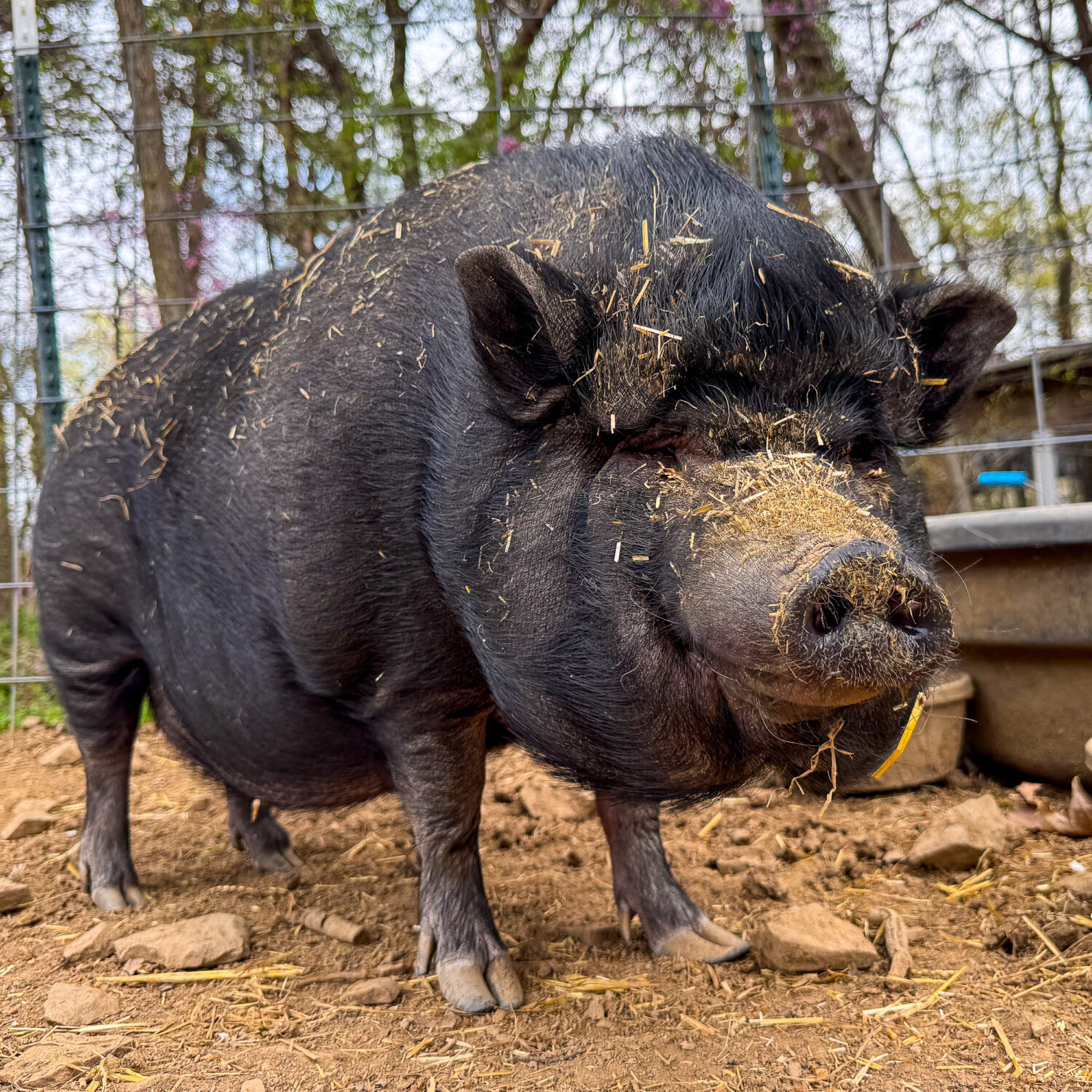 Millie the pig photo