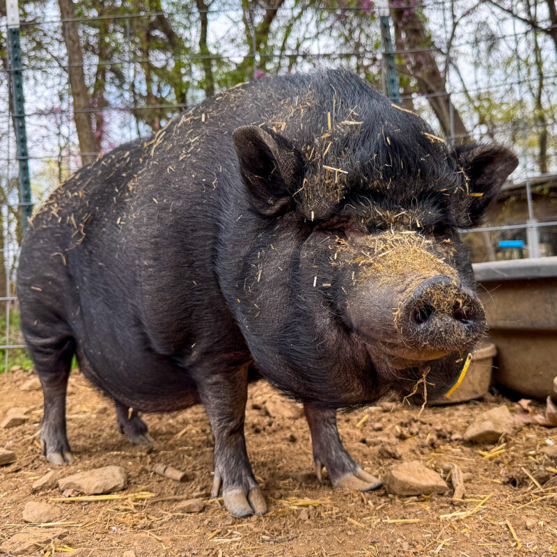 Millie the pig photo
