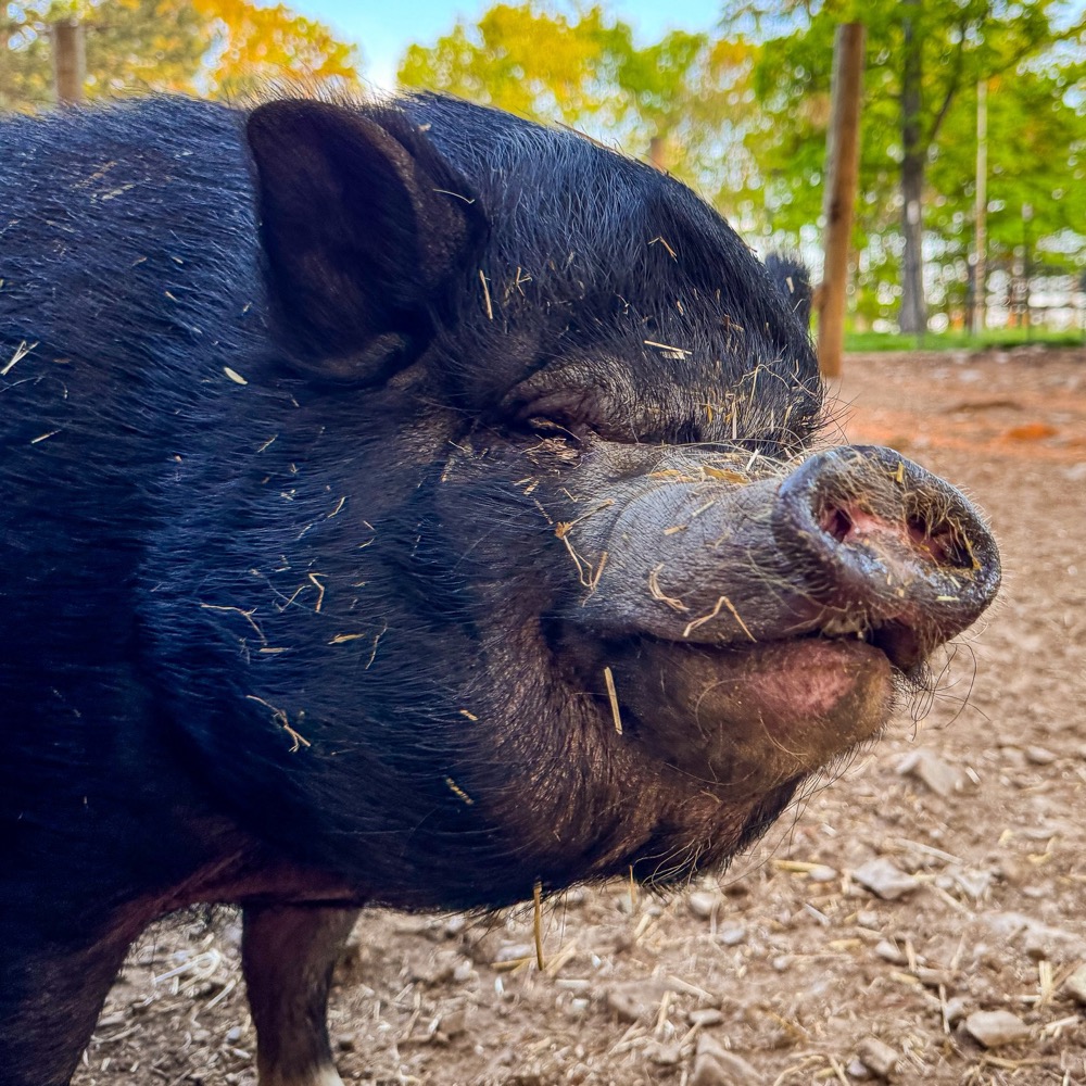 sophie the pig
