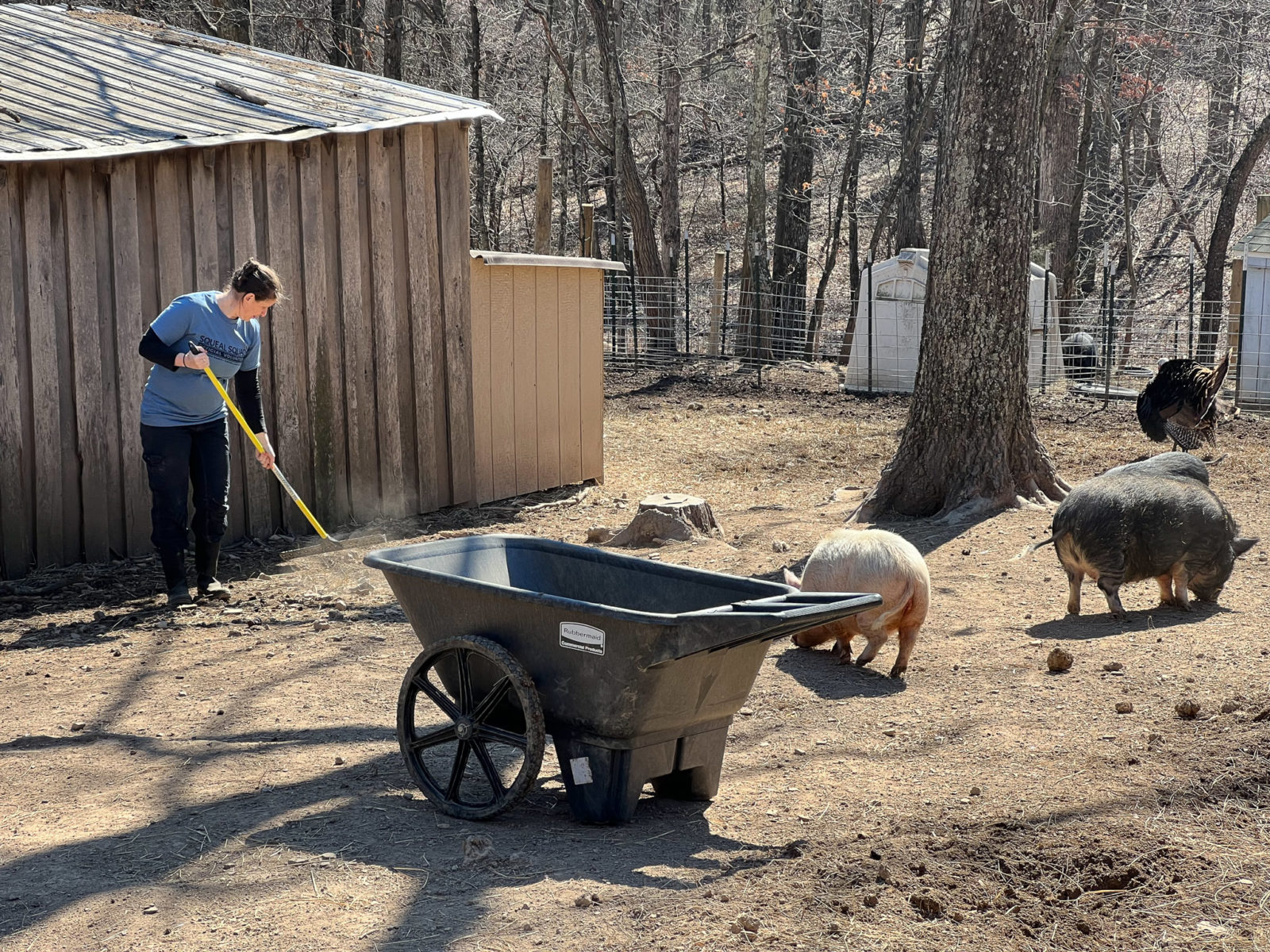Volunteer Piggins and Banks Nonprofit Pig Sanctuary in Virginia