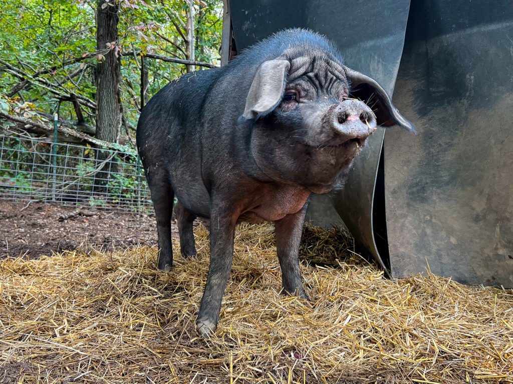 Piggins and Banks Slider - Hamilton the Pig