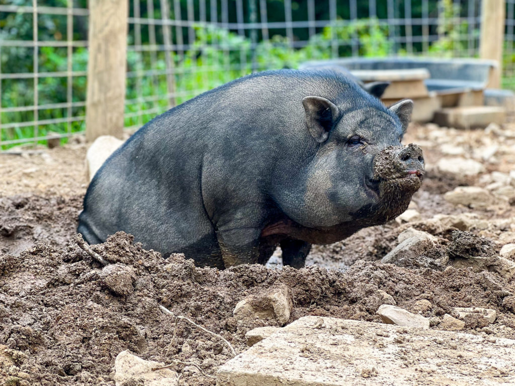 Piggins and Banks Slider - Kasey the Pig