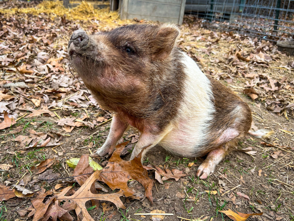 Ophelia the piglet strong and healthy