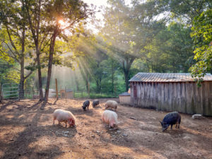 pigs in sanctuary pen