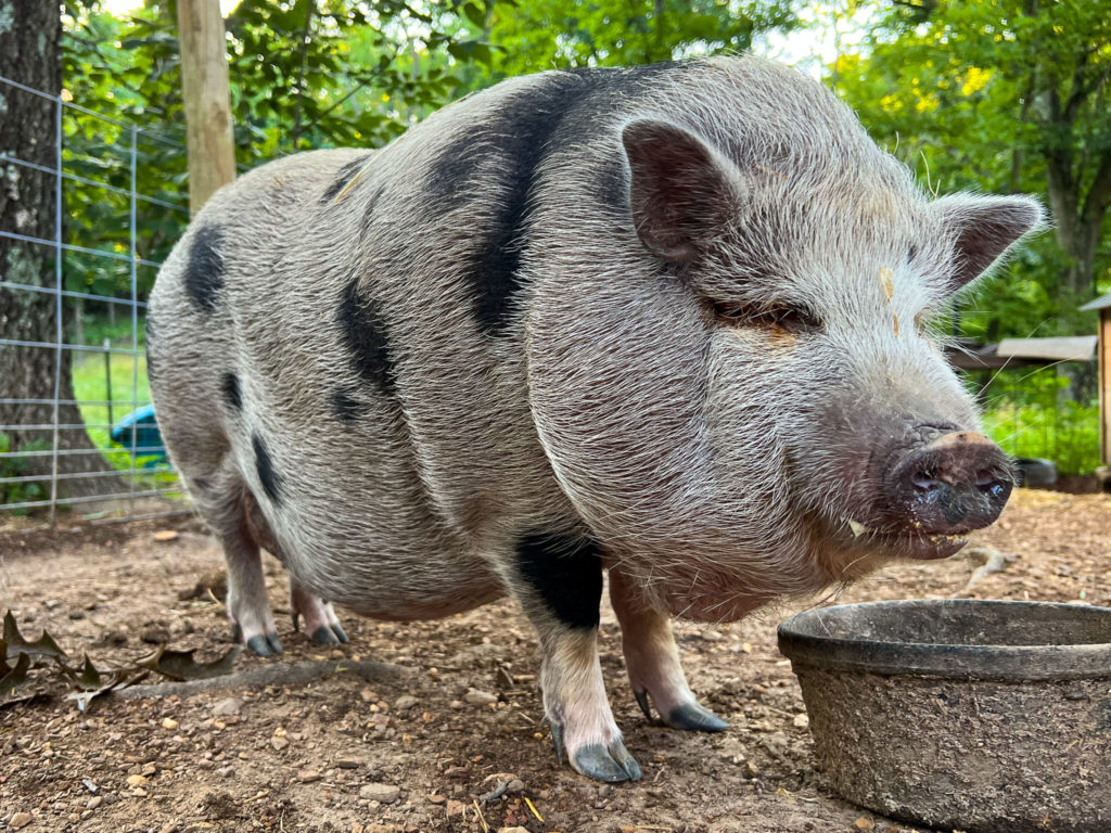 penelope the pig