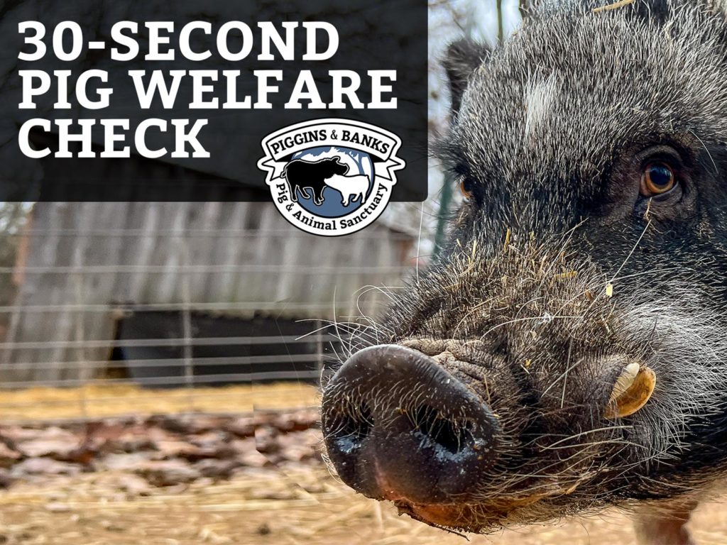 30 second pig welfare check