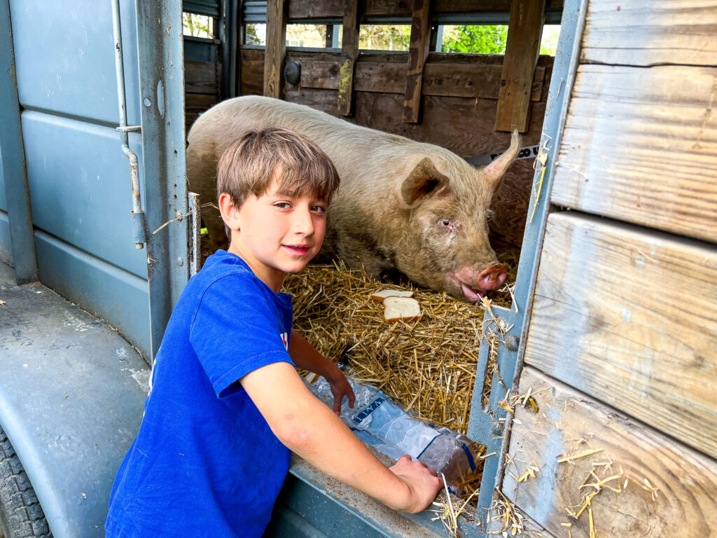 boy and pig