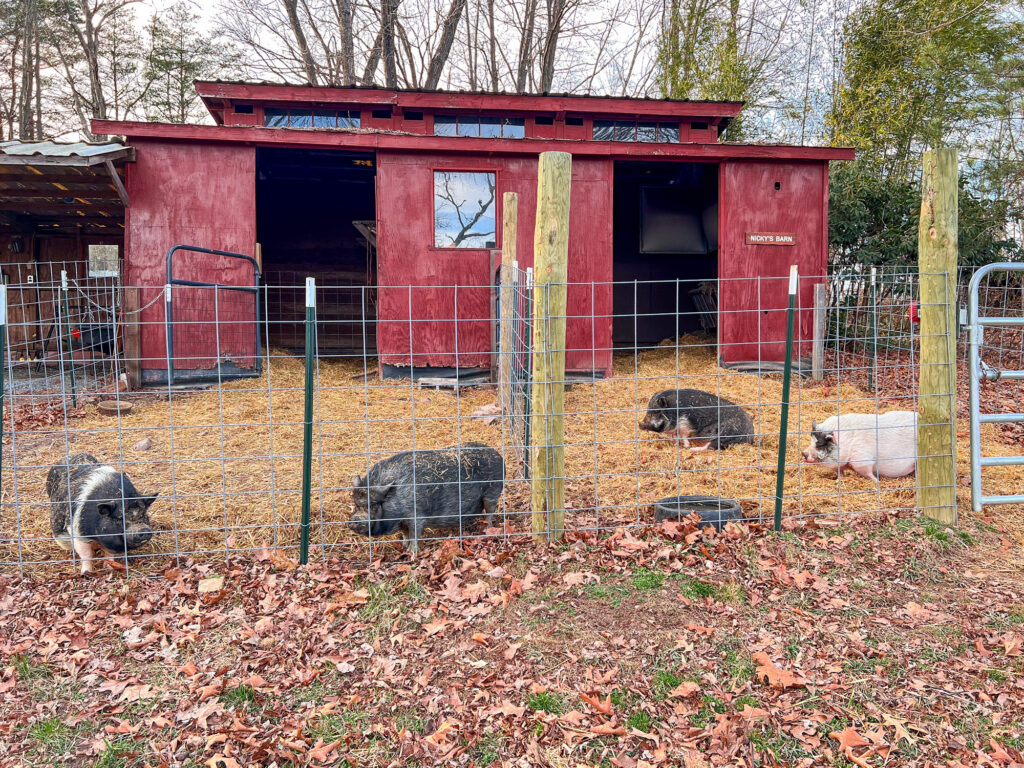 piggins and banks elder pig barn