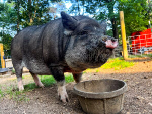 clarance the pig